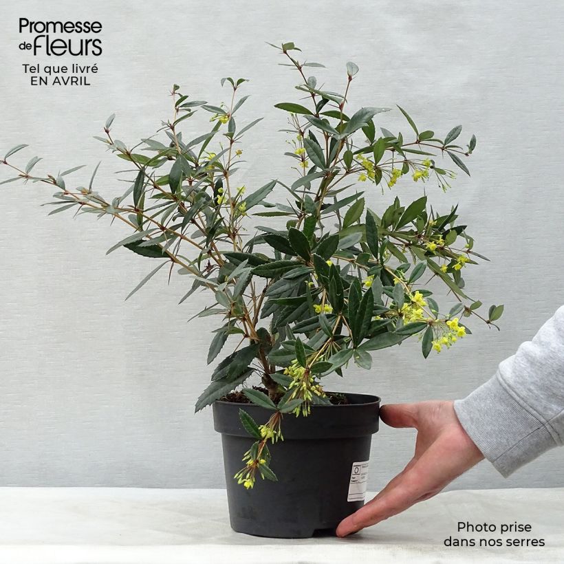 Berberis julianae - Crespino di Giuliana Vaso da 2L/3L esemplare consegnato in primavera