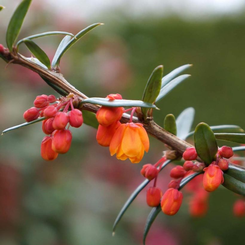 Berberis linearifolia Orange King - Crespino (Flowering)