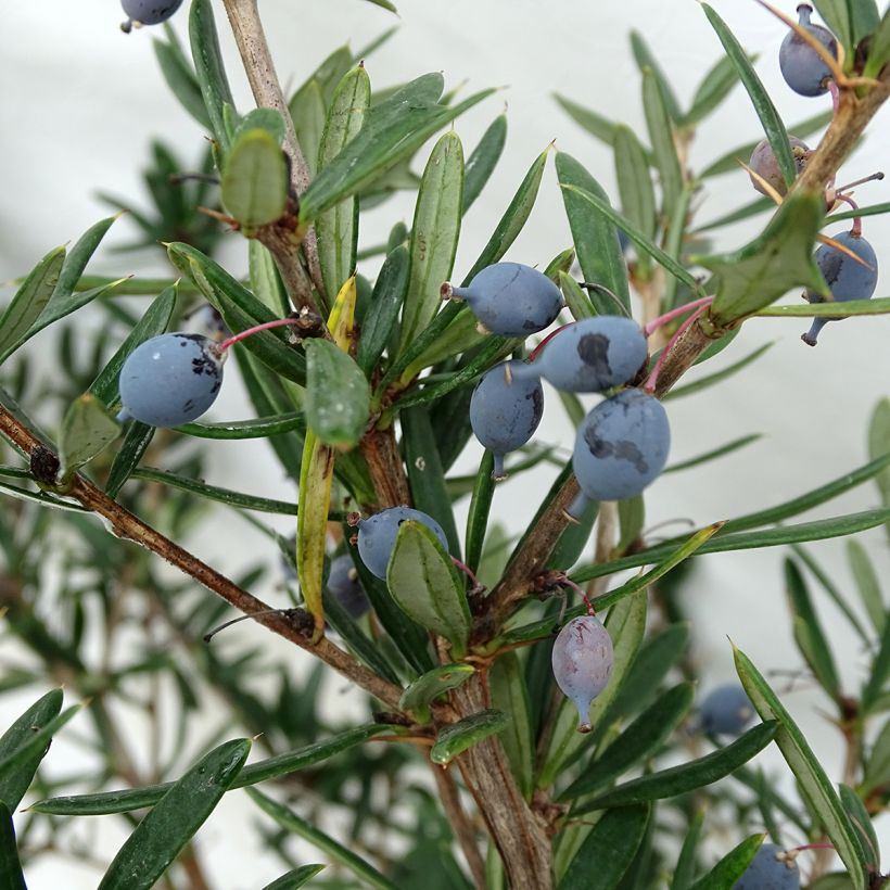Berberis linearifolia Orange King - Crespino (Harvest)