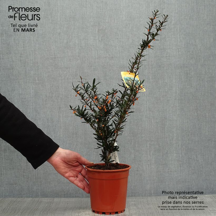 Example of Berberis linearifolia Orange King - Crespino Vaso da 3L/4L as you get in printemps