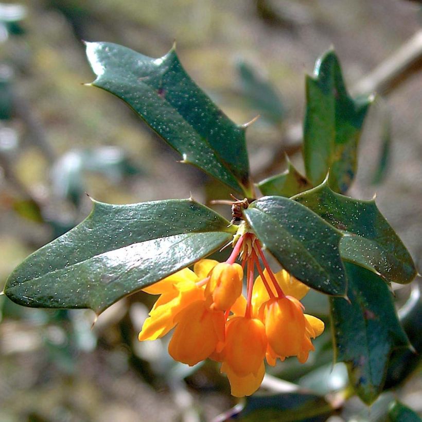 Berberis lologensis Apricot Queen - Crespino (Foliage)