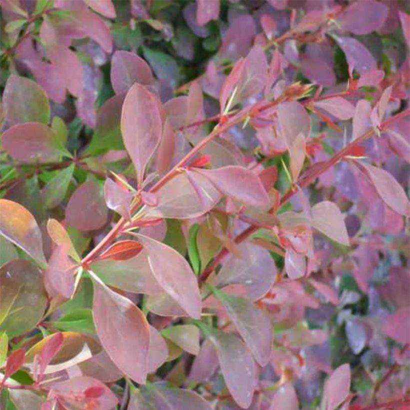 Berberis ottawensis Auricoma - Crespino (Foliage)