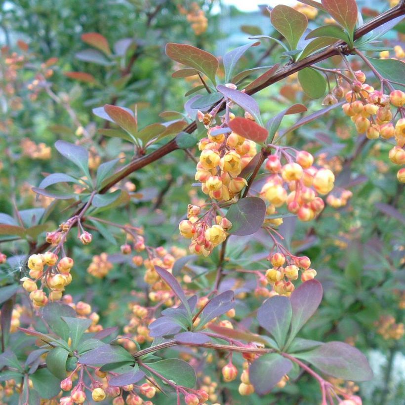 Berberis ottawensis Auricoma - Crespino (Flowering)