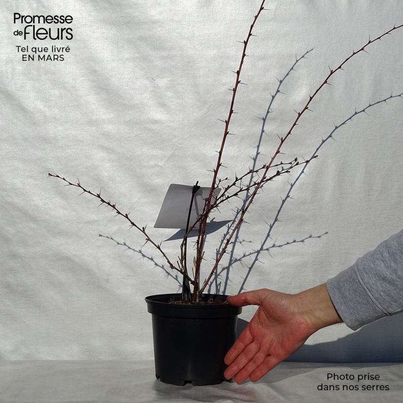 Example of Berberis ottawensis Auricoma - Crespino Vaso da 3L/4L as you get in printemps
