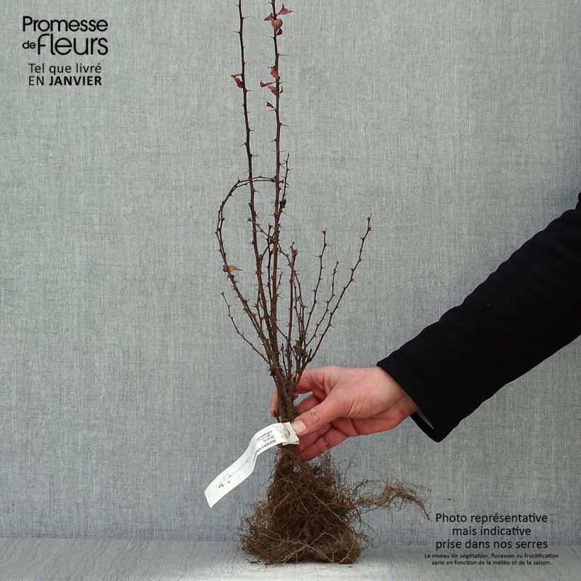 Berberis thunbergii Atropurpurea - Crespino Porpora Giapponese Piante piccole a radice nuda esemplare consegnato in inverno