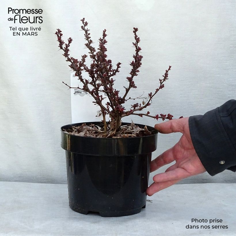 Berberis thunbergii Atropurpurea Nana - Crespino Porpora Giapponese Nano Vaso da 2L/3L esemplare consegnato in primavera