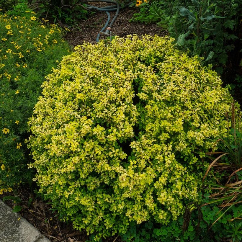 Berberis thunbergii Bonanza Gold - Crespino giapponese (Plant habit)