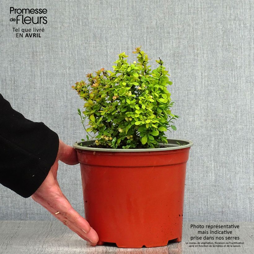 Example of Berberis thunbergii Bonanza Gold - Crespino giapponese Vaso da 2L/3L as you get in printemps