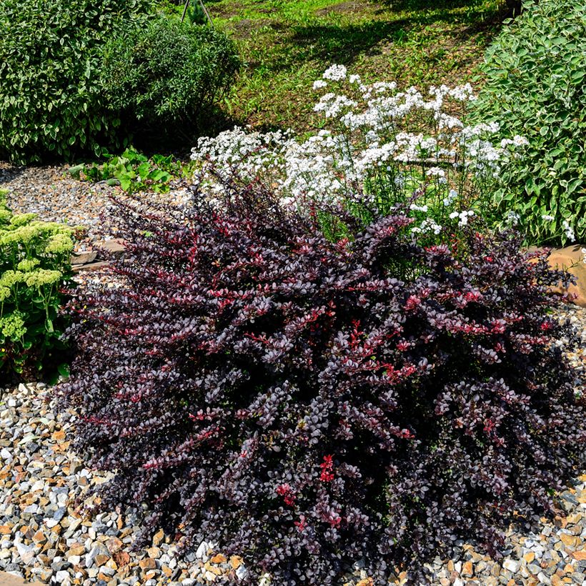 Berberis thunbergii Concorde - Crespino giapponese (Plant habit)