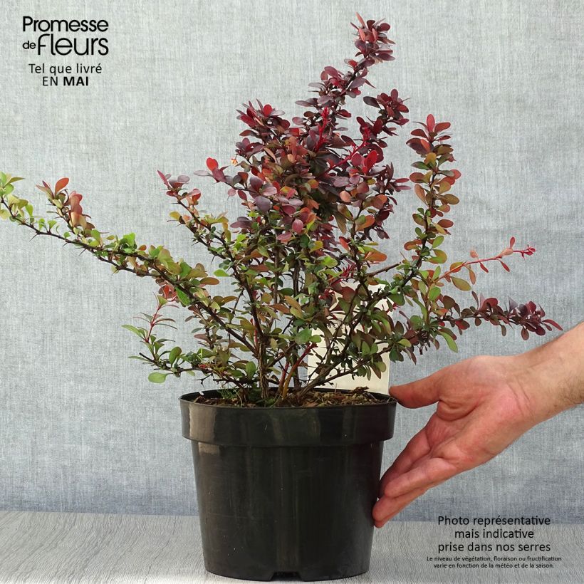 Berberis thunbergii Dart's Red Lady - Crespino giapponese Vaso da 2L/3L esemplare consegnato in primavera