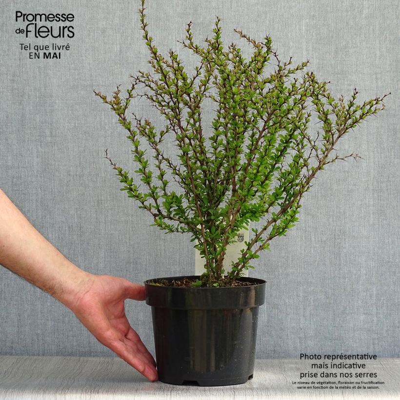 Example of Berberis thunbergii Vaso da 2L/3L as you get in printemps