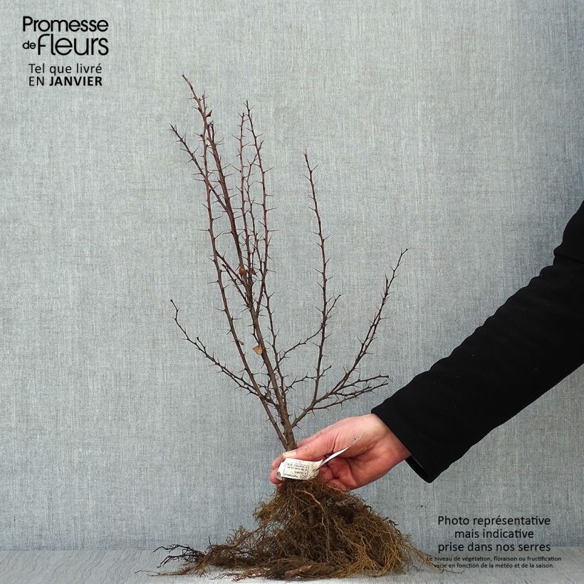 Example of Berberis thunbergii Piante piccole a radice nuda as you get in hiver