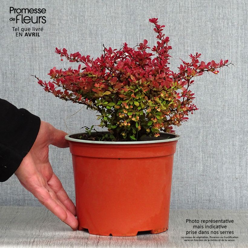 Berberis thunbergii Fireball - Crespino giapponese Vaso da 2L/3L esemplare consegnato in primavera