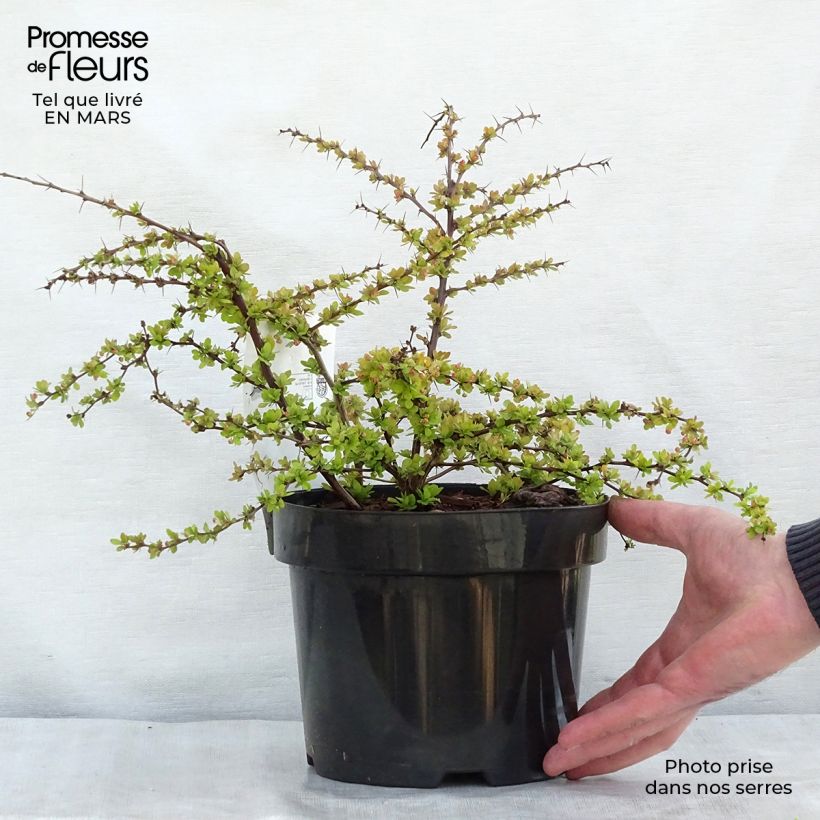 Example of Berberis thunbergii Golden Carpet - Crespino giapponese Vaso da 3L/4L as you get in printemps