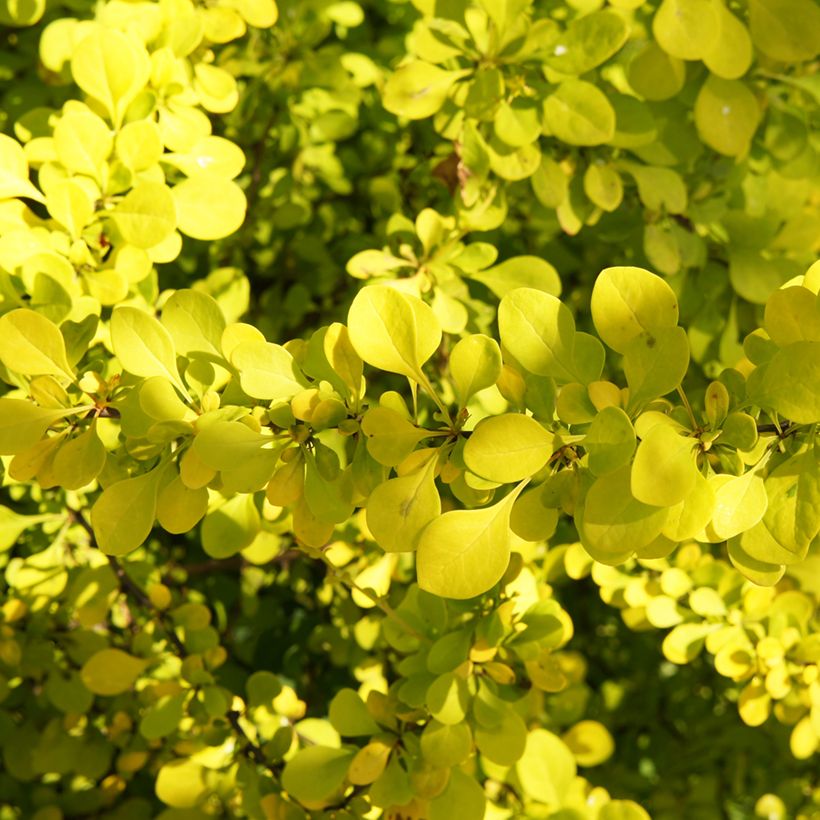 Berberis thunbergii Golden Carpet - Crespino giapponese (Foliage)