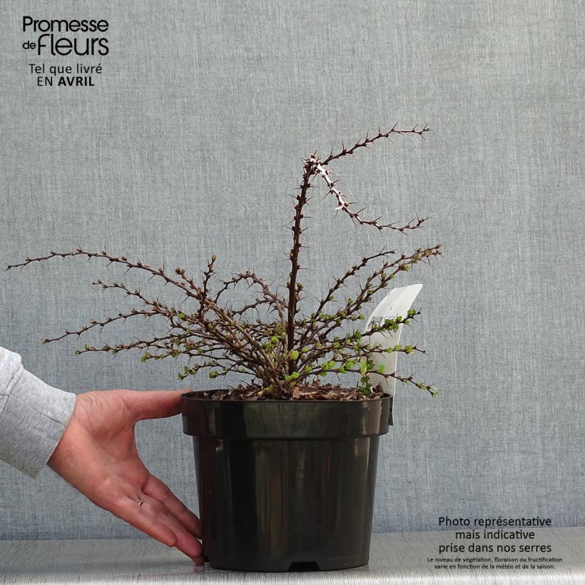 Berberis thunbergii Green Carpet - Crespino giapponese Vaso da 3L/4L esemplare consegnato in primavera