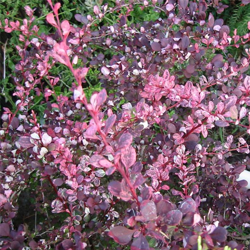 Berberis thunbergii Harlequin - Crespino giapponese (Fogliame)