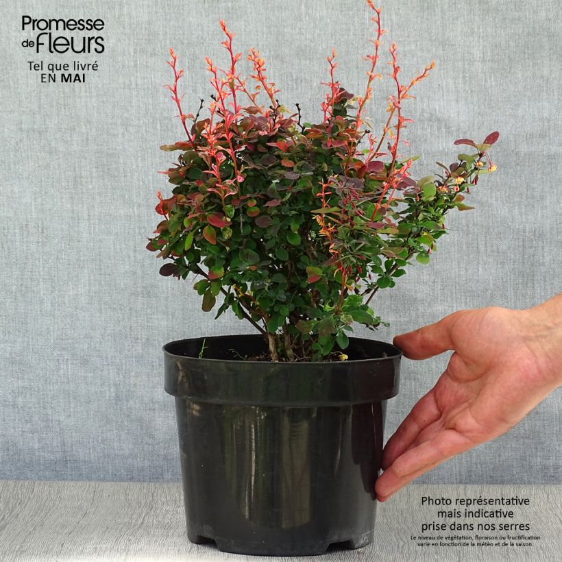 Example of Berberis thunbergii Inspiration - Crespino giapponese Vaso da 2L/3L as you get in printemps