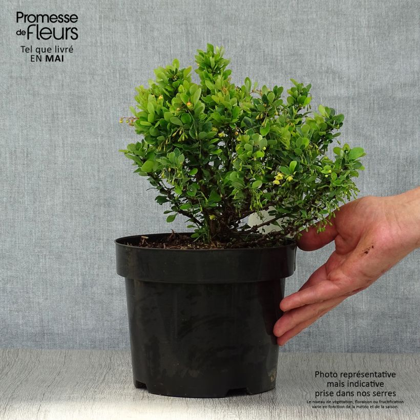 Example of Berberis thunbergii Kobold - Crespino giapponese Vaso da 2L/3L as you get in printemps