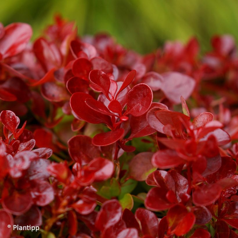 Berberis thunbergii Lutin Rouge - Crespino giapponese (Foliage)