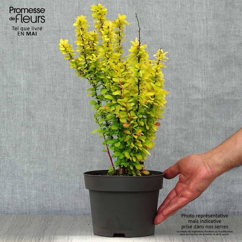 Example of Berberis thunbergii Maria - Crespino giapponese Vaso da 2L/3L as you get in printemps