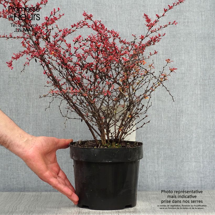 Berberis thunbergii Orange Dream - Crespino giapponese Vaso da 2L/3L esemplare consegnato in primavera