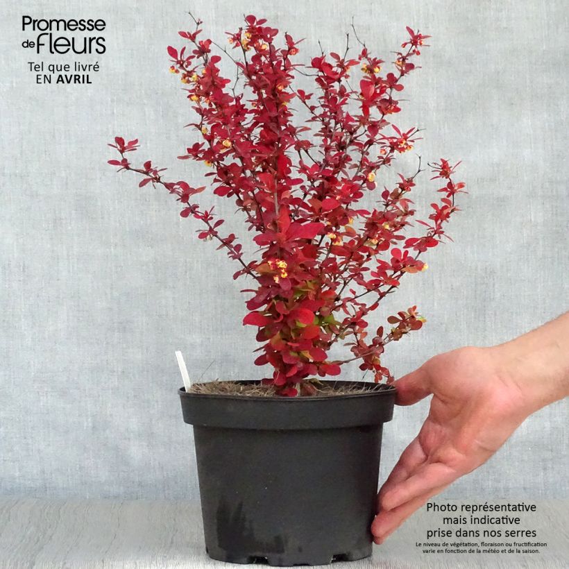 Berberis thunbergii Orange Rocket - Crespino giapponese Vaso da 3L/4L esemplare consegnato in primavera