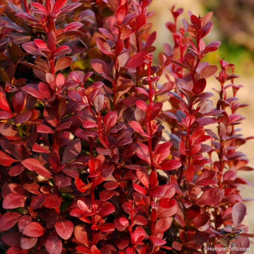 Berberis thunbergii Red Torch - Epine-vinette (Fogliame)