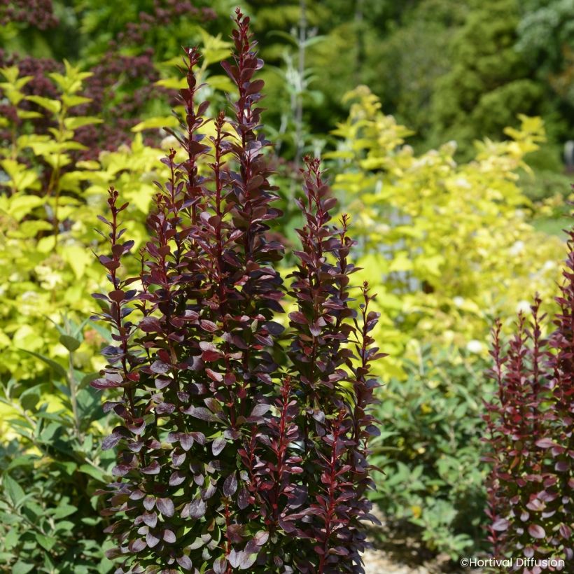 Berberis thunbergii Red Torch - Epine-vinette (Porto)