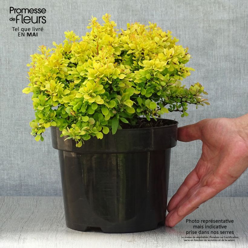 Berberis thunbergii Tiny Gold - Crespino giapponese Vaso da 2L/3L esemplare consegnato in primavera
