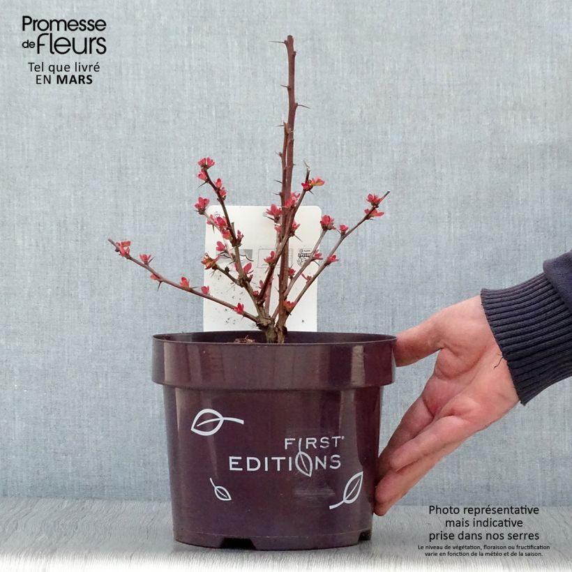 Example of Berberis thunbergii Toscana - Crespino giapponese Vaso da 2L/3L as you get in printemps