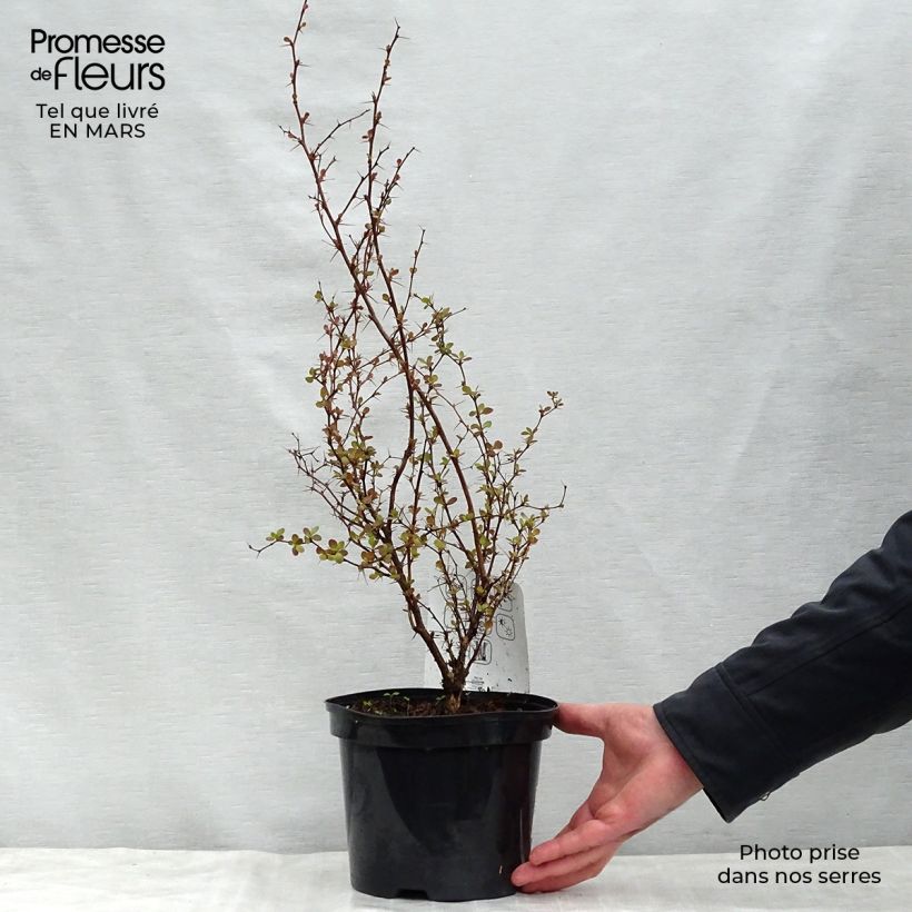 Berberis thunbergii Atropurpurea - Crespino Porpora Giapponese Vaso da 2L/3L esemplare consegnato in primavera