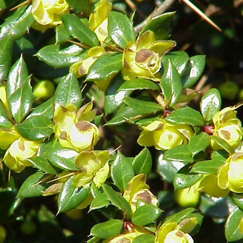 Berberis verruculosa - Crespino verrucoso (Flowering)