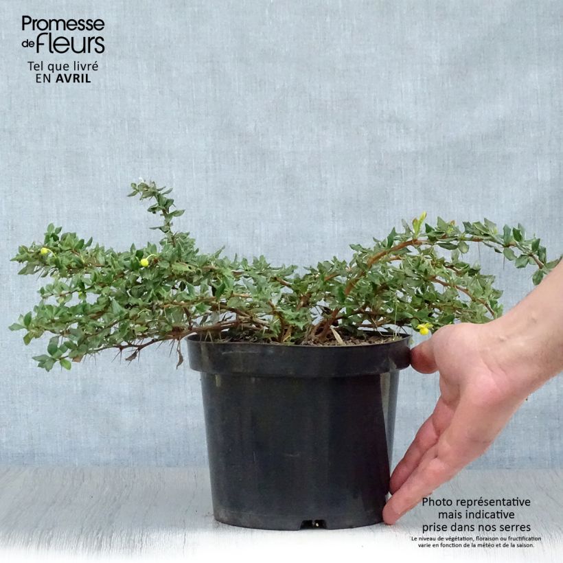 Example of Berberis verruculosa - Crespino verrucoso Vaso da 2L/3L as you get in printemps