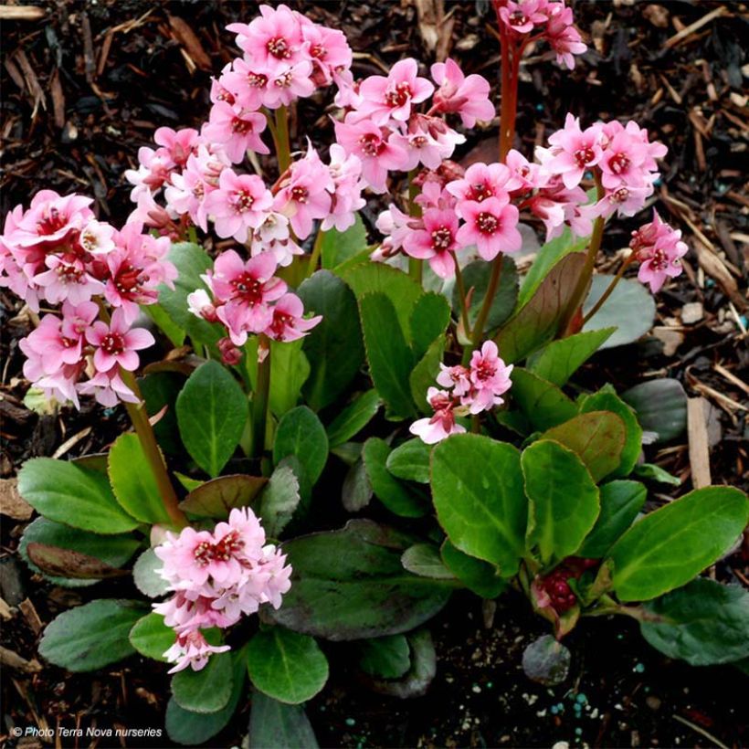 Bergenia Pink Dragonfly (Foliage)