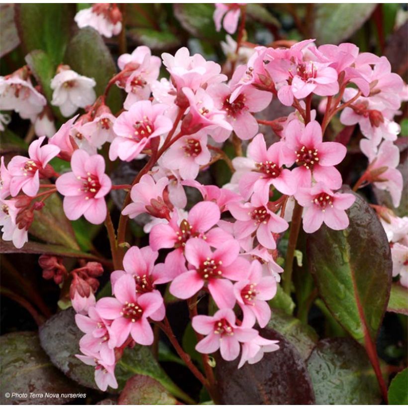 Bergenia Pink Dragonfly (Flowering)