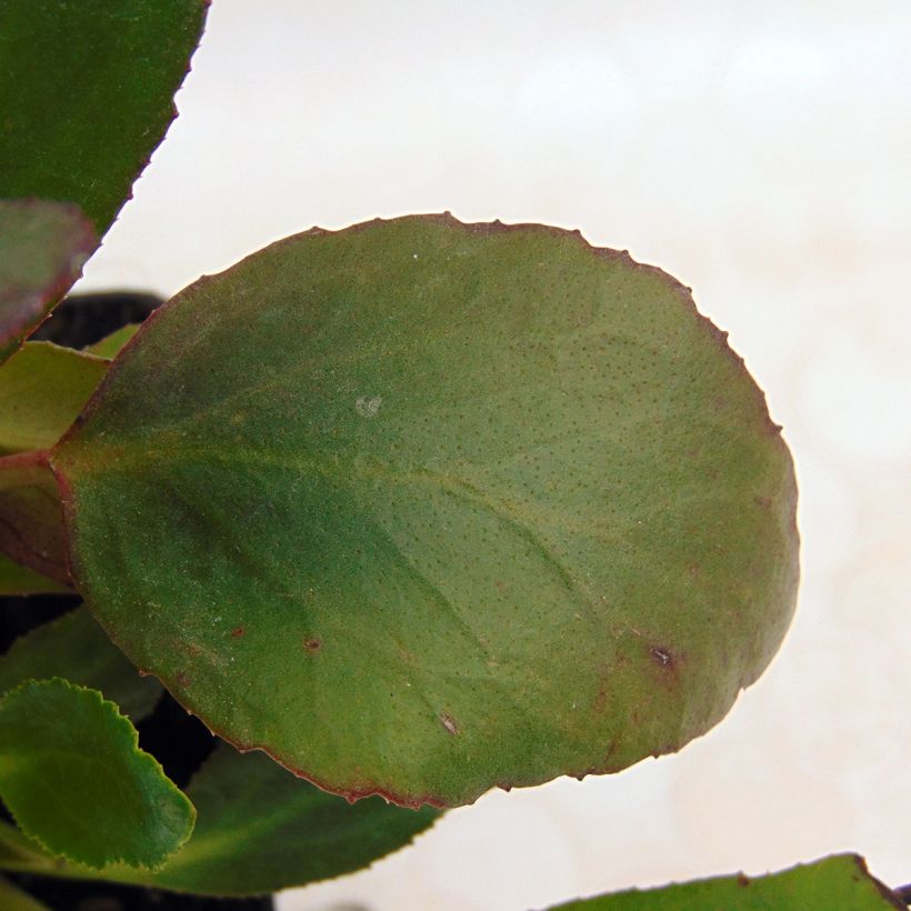 Bergenia Dragonfly Angel Kiss (Foliage)