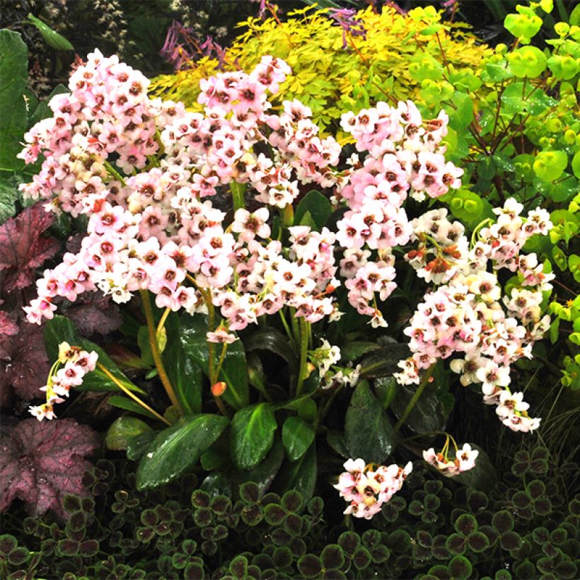Bergenia Dragonfly Angel Kiss (Flowering)