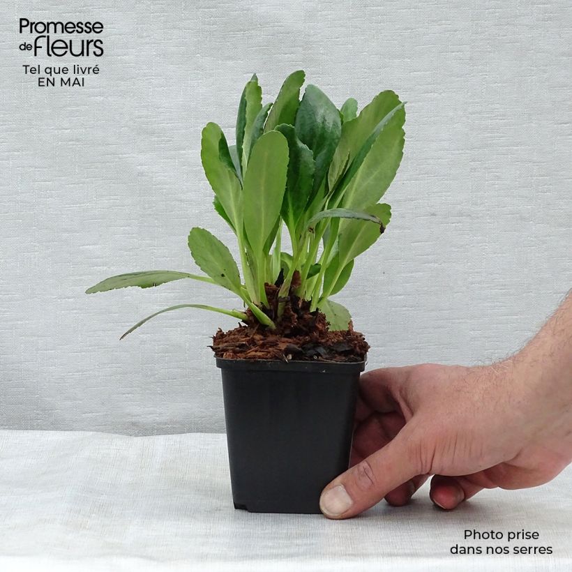 Example of Bergenia Dragonfly Angel Kiss Vasetto da 8/9 cm as you get in printemps