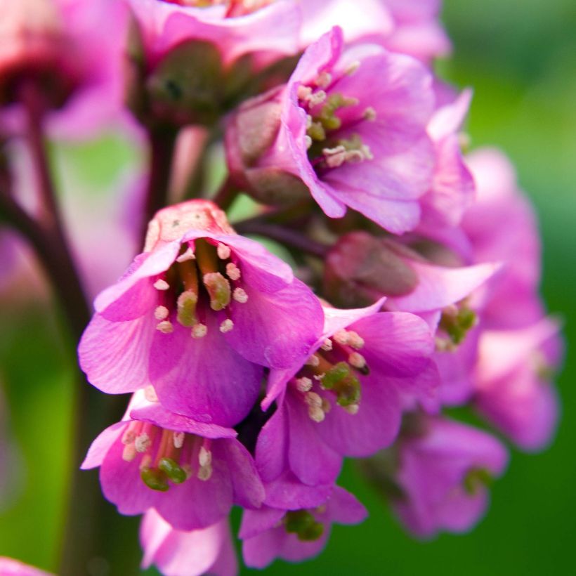 Bergenia Eden's Dark Magic (Flowering)