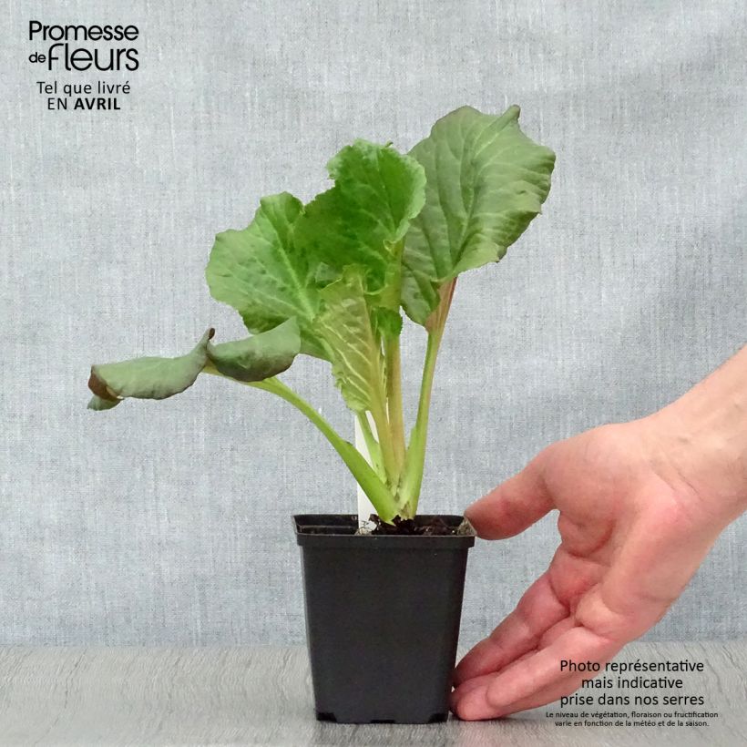 Example of Bergenia Eden's Dark Magic Vasetto da 8/9 cm as you get in printemps