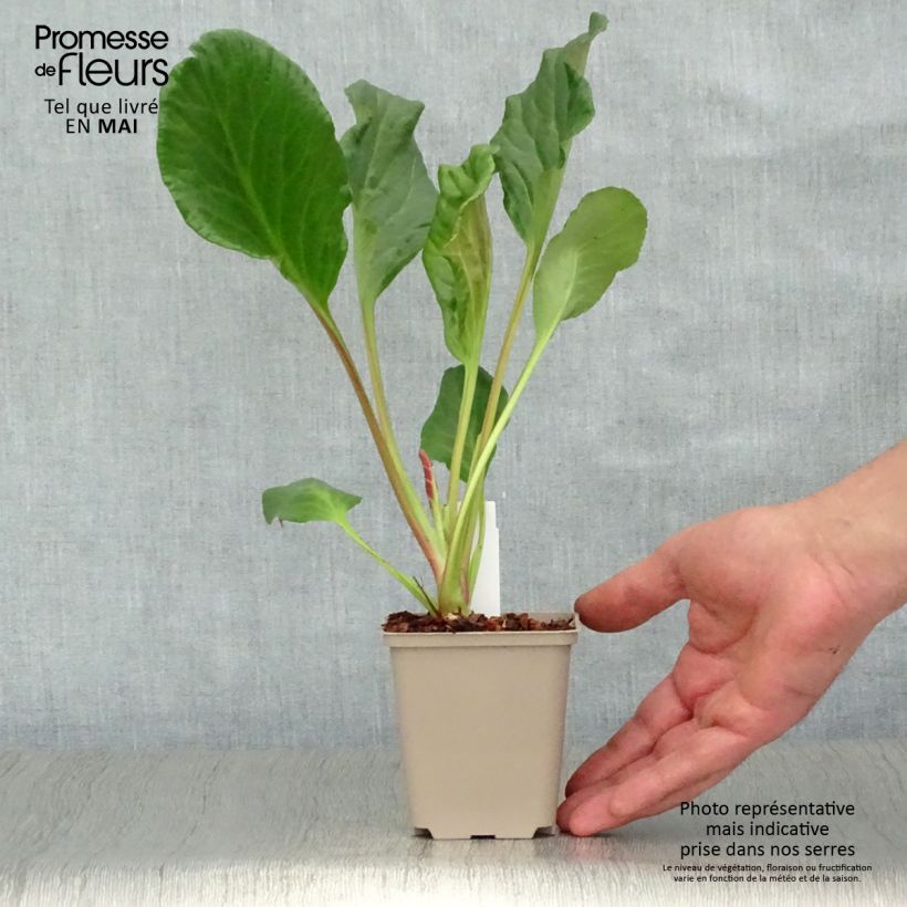 Bergenia Eden's Magic Giant Vasetto da 8/9 cm esemplare consegnato in primavera