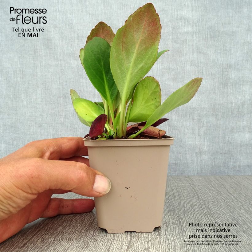 Bergenia Flirt Vasetto da 8/9 cm esemplare consegnato in primavera