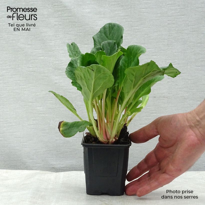 Bergenia Abendglut Vasetto da 8/9 cm esemplare consegnato in primavera