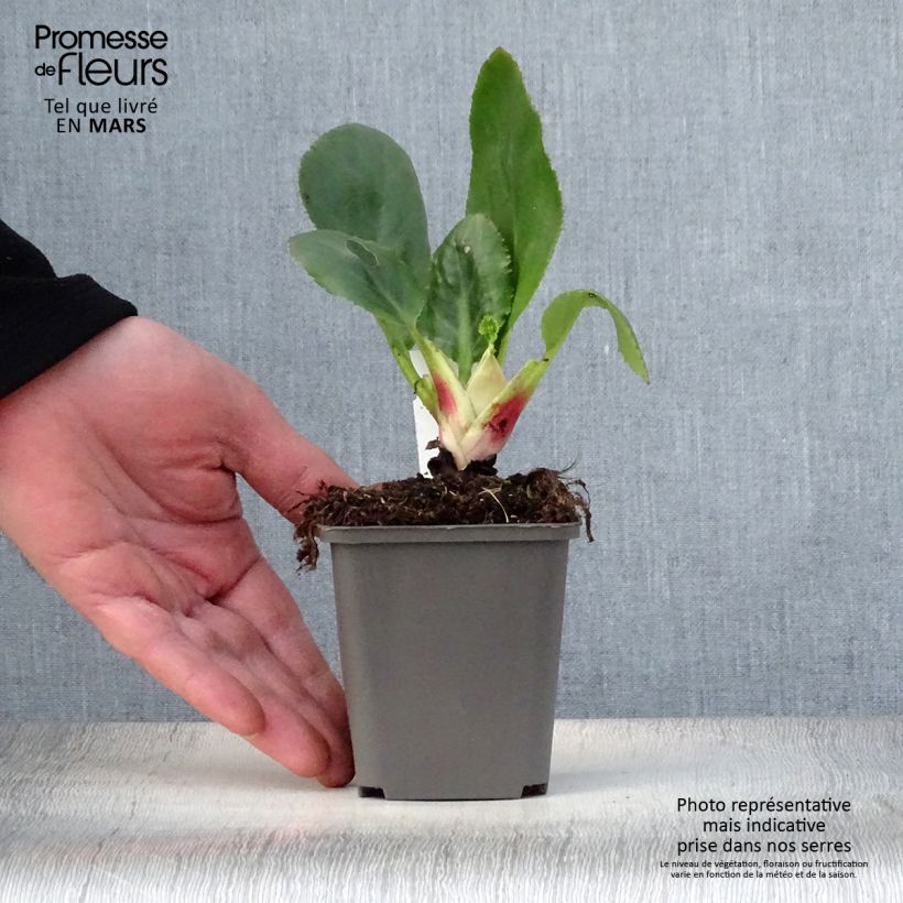 Example of Bergenia stracheyi Ice Queen Vasetto da 8/9 cm as you get in printemps