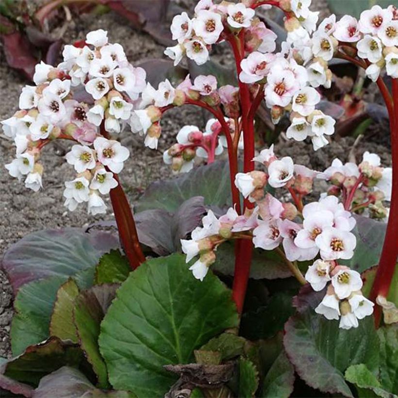 Bergenia Jelle (Plant habit)