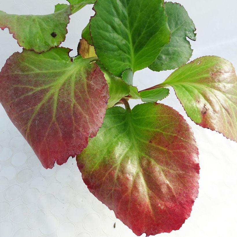 Bergenia Jelle (Foliage)