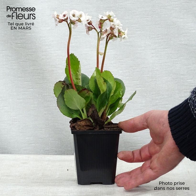 Example of Bergenia Jelle Vasetto da 8/9 cm as you get in printemps