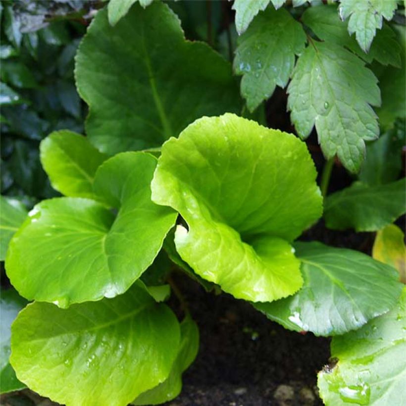 Bergenia cordifolia Morgenrote (Foliage)