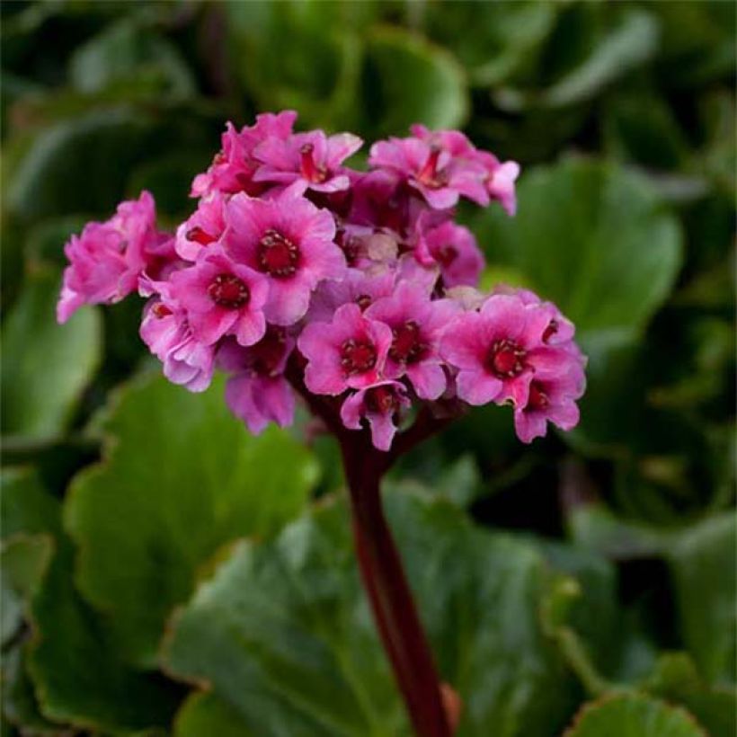 Bergenia cordifolia Morgenrote (Flowering)